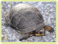 Blanding's Turtle