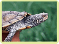 Northern Map Turtle